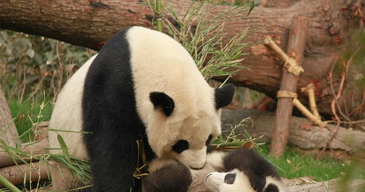 Comment s'appelle le bébé du panda ?