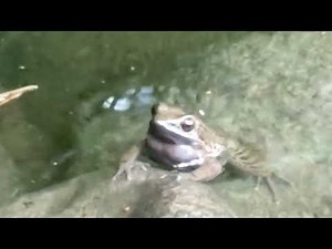 수컷 개구리의 울음 주머니