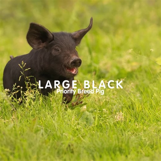 5.2K views · 46 reactions |  #WednesdayWisdom : Large Black Pig -...
