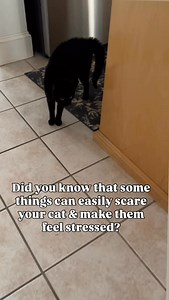 16K views · 1.1K reactions | What things scare your cats? Our Crew’s big ones are loud noises, the vet, fireworks & strangers.  Oh & an empty food bowl. JK Mack is deaf so we are very careful not to sneak up on him & startle him. #catsfacts #catbehavior #reels #catlover #factsaboutcats #cats101 #cats #catsofworld | The Cat Crew | Facebook