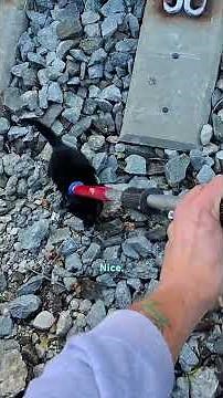 Kitten Saved From Train Tracks With Minutes To Spare | The Dodo