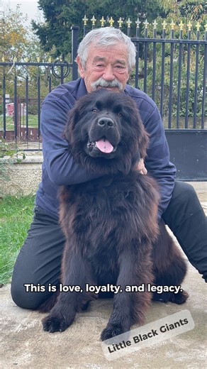 🖤 Five months apart… and the Newfoundland reunion is unforgettable. ♥️ ——— #LittleBlackGiants #StormReturns #NewfoundlandDog #FamilyBond #EpicReunion #DogLife #HeroicMoment #Cinematic #SlowMotion #DogTraining #PureLove | Little Black Giants