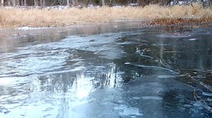 River otters are active throughout the winter, hunting fish and shellfish in stretches of open water across the valley. On Friday, this female otter caught a rainbow trout, and brought it up on the ice to eat tail first. She's joined by one of her almost-full-grown kits. River otters are supremely adapted to aquatic habitats—at home in water, on ice and snow. | Valley Wild