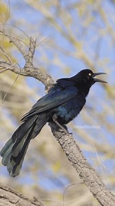 Great #Tailed Grackle Calling Perched on a #tree #grackle #blackbird #bird #nature #wildlife HA02817 | HAWI Studios