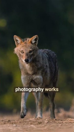 Wildlife Photography is Like Wimbledon #photographytips #wildlifephotographytips #wildlifeexplorer
