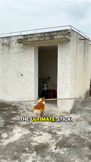 Smart dog solved impossible stick challenge #animals #shorts #dogs #dogintelligence #foryou #pets