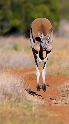 ¡No Te Metas Con El Bebé Canguro! 🦘🔥