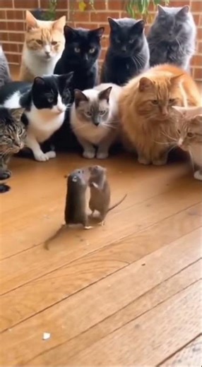 Cat vs Rat – Who’s the Boss? 😼🐀