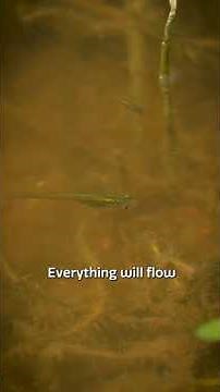 The Importance of De-silting #Lakes