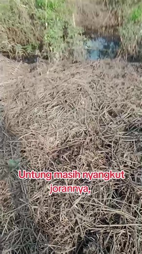 Mancing Ikan Gabus: Tips dan Trik Sukses