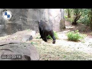 Gorilla Walk Cycle ~ Animation Reference