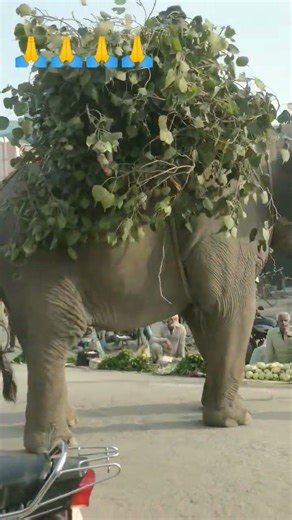 hati mera sathi #elephant #trending