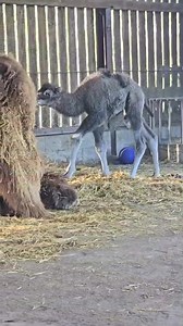 7.6K views · 216 reactions | Bouncing into the weekend!殺  Our new Bactrian Camel calf is growing up fast! Don't forget our Easter Scavenger Hunt is running until Monday the 21st! Stay till 3pm for our prize draw!   keeper Stu | Hamerton Zoo | Facebook