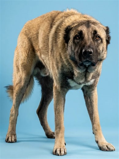 Top 4 Mixes of Kangal Dog 😱 #kangalmix #dogbreeds #dogtok #mixedbreeddogs #petcuriosity