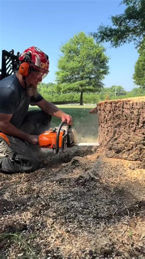 Stick stump technique #tricks #arborist #stump #trees #cut