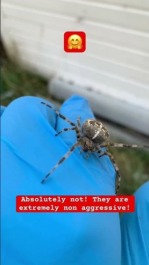 🕷️ This huge Orb Weaver (soon to be mama) may be scary but is harmless!
