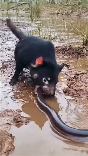 Tasmanian Devil vs Electric Eel ⚡😱 Shocking Live Feeding Moment!