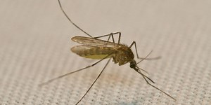 Gene drive used to turn all female mosquitos sterile