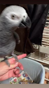 This is how we roll. Morning poop in the trash.#macaws #birds #parrots #greenwingmacaw #scarletmacaw#catalinamacaw #hyacinthmacaw #greenwingmacaw #nature_shots#blueandgoldmacaw #lorikeet #africangrey #rainbowlorikeet #doubleyellowheadedamazon #redheadamazon #africangrey #africangreyparrotsofig #africangreybaby #africangreyparrot #africanimals #africangreyparrots | Carolin von Petzholdt