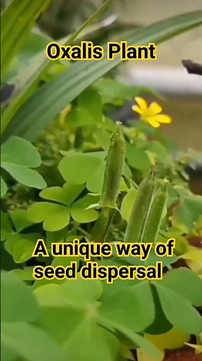Unique way of seed dispersal in Oxalis Plant