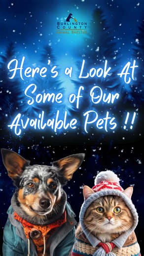🐾❄️Christmas may have come & gone, but our Furry Residents are still looking to go home for the HOWLidays‼ Here's a quick peek at some of our #Available pets for #Adoption ‼ 🐾❄️😁 Interested❓🖱📲Click the link (https://www.petplace.com), type in our zip code 08060, & submit your application, OR head over to our County website under Available for Adoption & submit your online application there!! #AdoptDontShop #ThinkOutsideTheBreed #BCAS #BurlingtonCountyAnimalShelter #AdoptMe #AnimalShelter #R