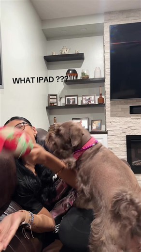 #fyp ipad where ????? | Ipad Dog