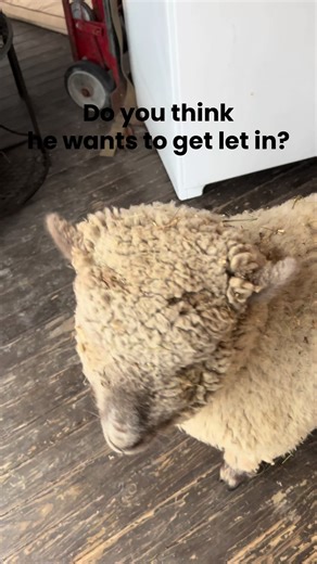 #Sheep #urbanfarm #farmlife #funnyanimal | sheep