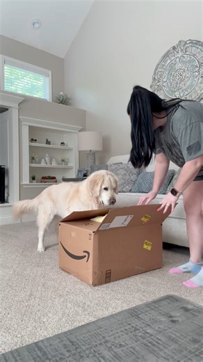 729K views · 10K reactions | Golden Retriever gets a huge duck toy 來 | Charlie The Golden | Facebook