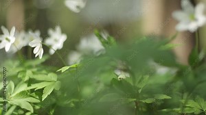 Video Slow Motion 120 frames, the first spring white Anemone flowers in the forest