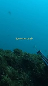 Dentón obsession ❤️🙏✨️🐟 #spearfishing #pescasubmarina #picasso #spearchannel | David Fernández Montero