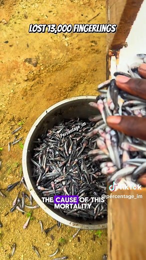 Effective Fish Farming at Home for Beginners