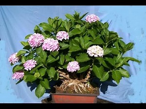 Hydrangea anomala subsp. petiolaris - (Japanese) climbing hydrangea