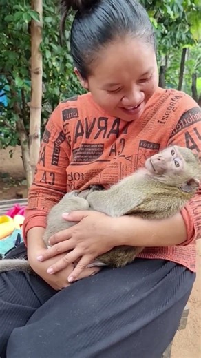 Shally Lies Peacefully in Mom’s Arms #shally #monkey #yaya #funny #animal #cute #babymonkey