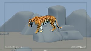 Tiger animation practice