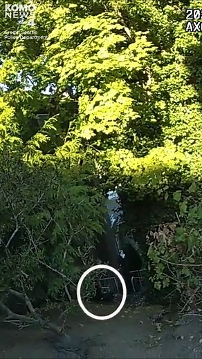 A newly released bodycam video shows #Seattle Police Department officers and an arrested male suspect being stung several times by a swarm of wasps. They were later taken to Harborview Medical Center to be treated for their injuries. After catching and arresting the suspect in relation to attempted carjackings close to Seattle's Westlake and East Queen Anne neighborhoods, officers and the suspect were attacked by the insects. One of the officers also suffered a laceration. Full story at KOMOnews