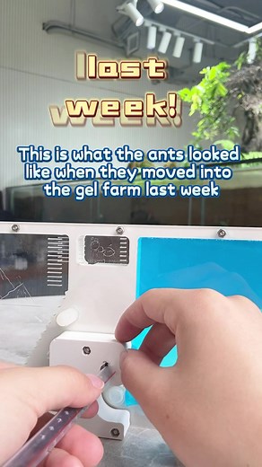 Ant Colony Simulation Game: Gel Farm Progress After a Week