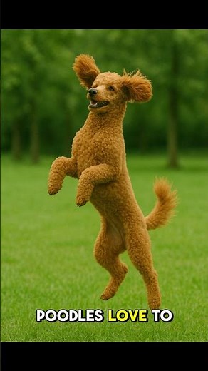 Pros & Cons of Standard Poodles 🐩 | What You NEED to Know!