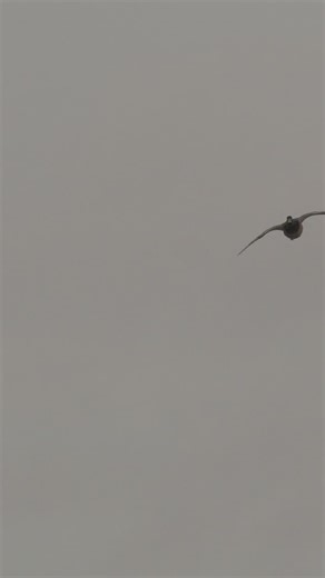 2.3K views · 421 reactions | Mallard drake locked up on the slow train in !! For most people this time of year it’s on to the next game to chase but when you do this for a job, it’s always on my mind. Spring migration is right around the corner and I can’t wait to see all the new media coming from people soon !! - - - #mallard #duck #waterfowl #wildfowl #wildlife #waterfowlphotography #duckseason #springmigration #mallards #ducks | Matthew Bielski | Facebook