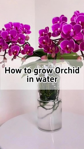 How to Successfully Grow Orchids in Water