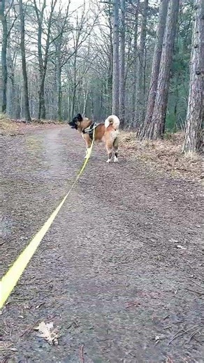 AN AMERICAN AKITA MOVES WITH INTENTION