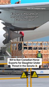 2.6K views · 50 reactions |  URGENT: The bill to end the live export of Canadian horses for slaughter is under threat! Conservative Senators are delaying Bill #C355—preventing it from moving to the next stage. Urge the Senate to stop the delay & pass Bill C-355 as soon as possible!  https://bit.ly/47n2f7W #SenCA | Animal Justice | Facebook