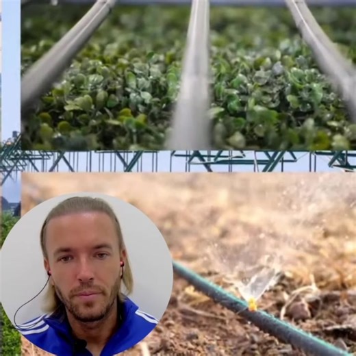 Understanding Drip Irrigation for Crop Management