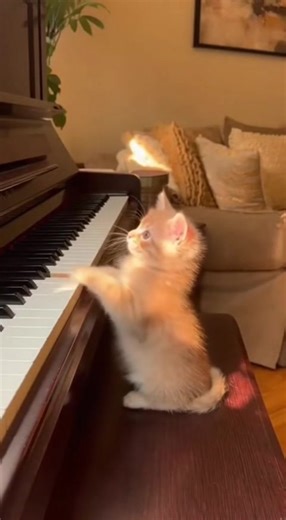 4.5K views · 45 reactions | Adorable Kitten Plays Piano and Sings...
