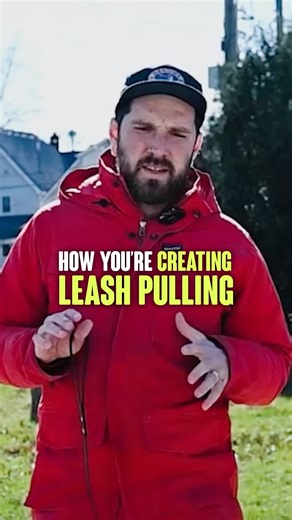 11 reactions | How You’re Creating Leash Pulling One of the most...