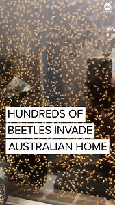 SORRY TO BUG YOU: A woman in Australia was surprised to find hundreds of red-shouldered leaf beetles had swarmed her home one evening. https://abcn.ws/403WuaU | ABC News