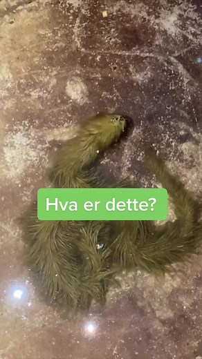 Er du redd for slanger? 🐍 #slange