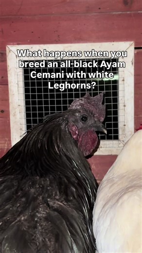 Black roo x white hens. This cross gets interesting fast. Look closely at him… do you see why? 👀 I’ll explain in the next video. #BackyardChickens #ZombieChickens #ChickenTok #AyamCemani #crazychickenlady