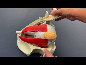 Extrinsic Eye Muscles