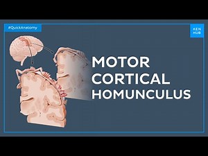 Motor cortical homunculus and the precentral gyrus - Quick Anatomy | Kenhub