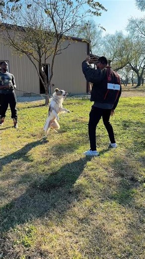 Bite work with Australian Shepherd, Boot